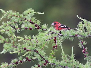  - White-winged Crossbill