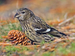  - White-winged Crossbill