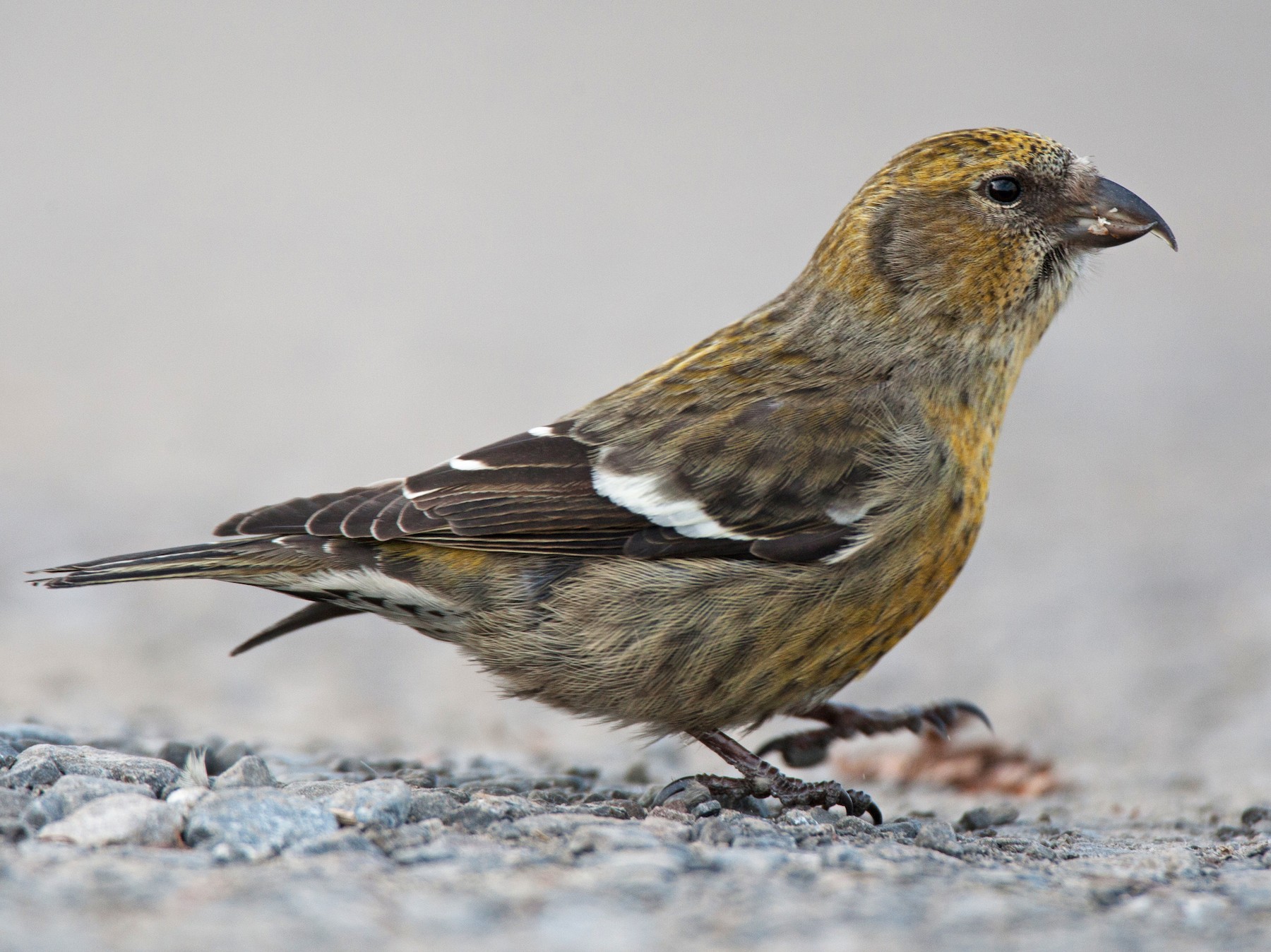 White-winged Crossbill - Chris Wood