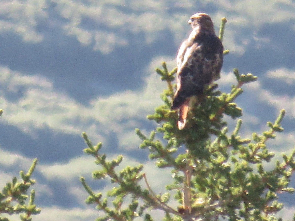 Red-tailed Hawk - ML67279301