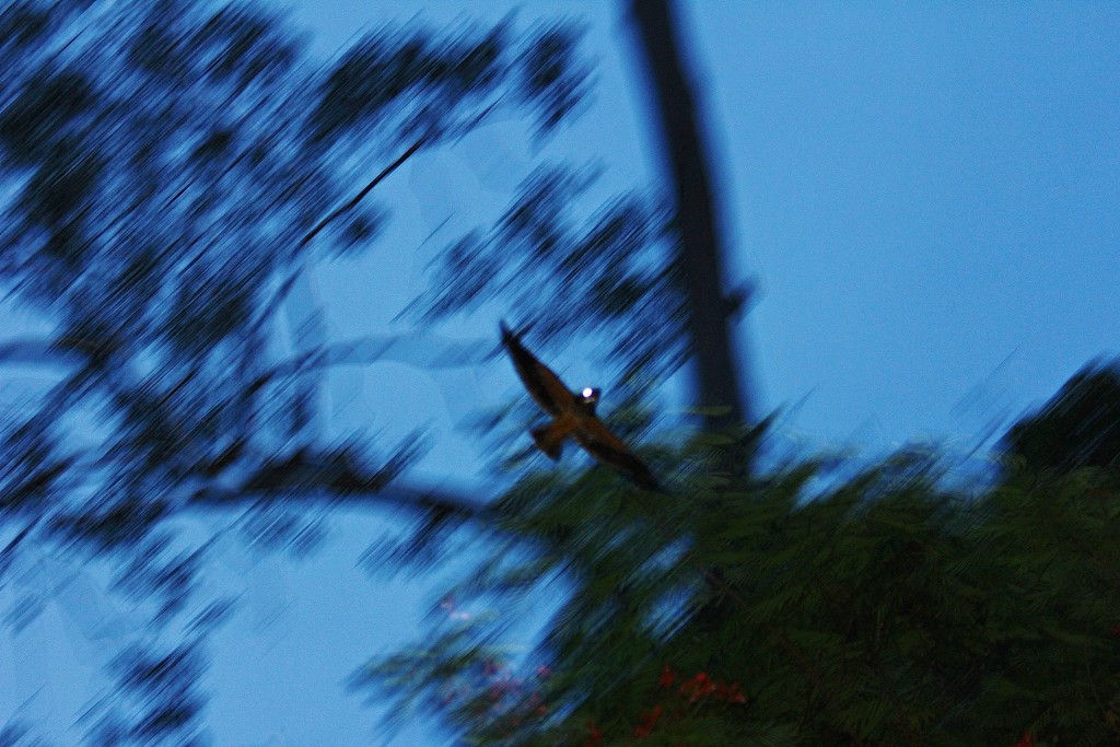 Short-tailed Nighthawk - ML67280231