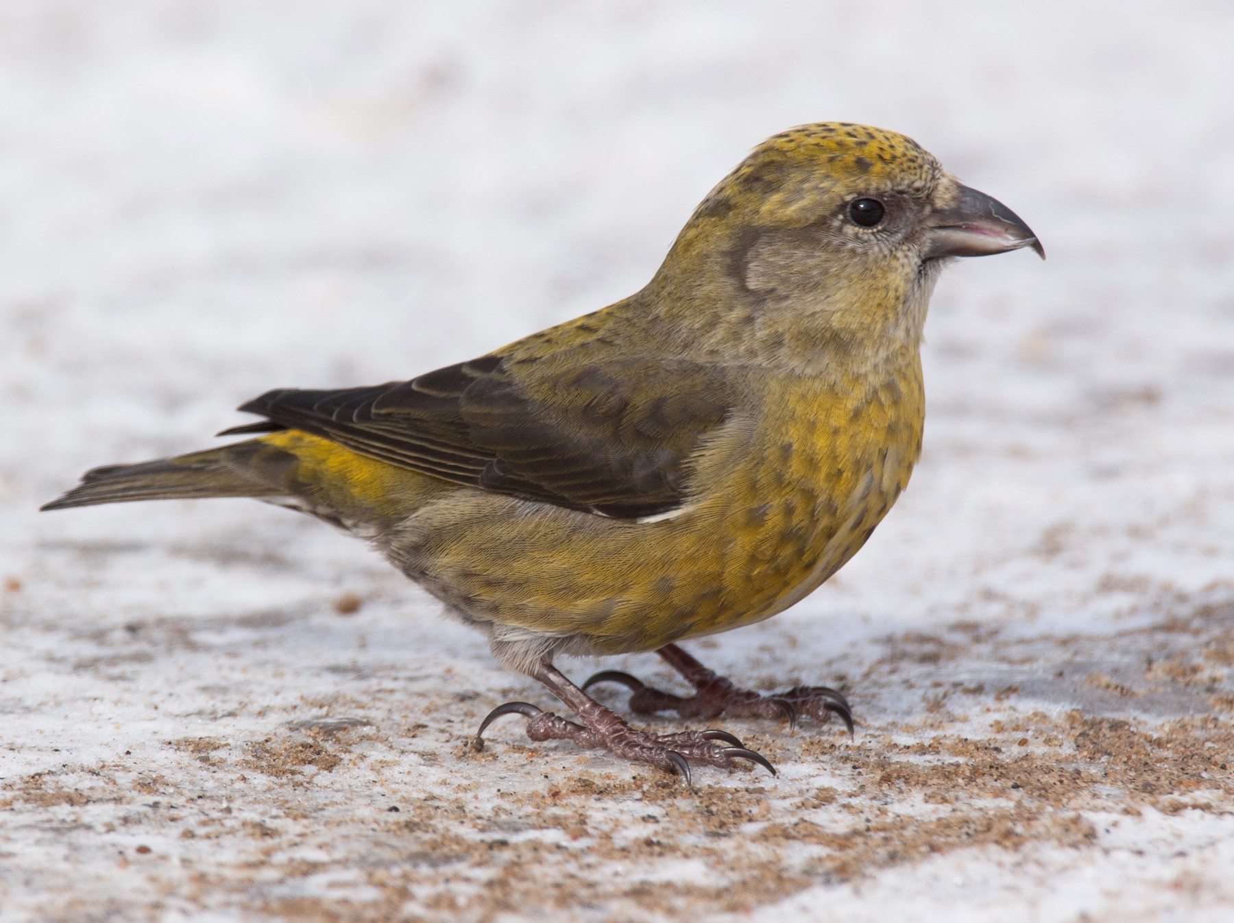 Red Crossbill - Chris Wood