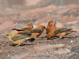 Flock - Ross Gallardy - ML67283051