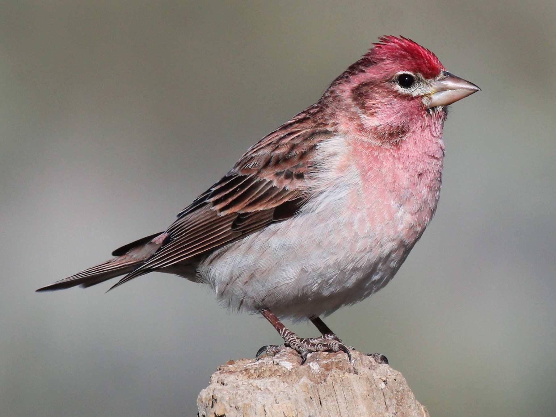 Cassin's Finch - Milton Vine