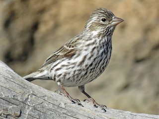 ズアカマシコ - eBird