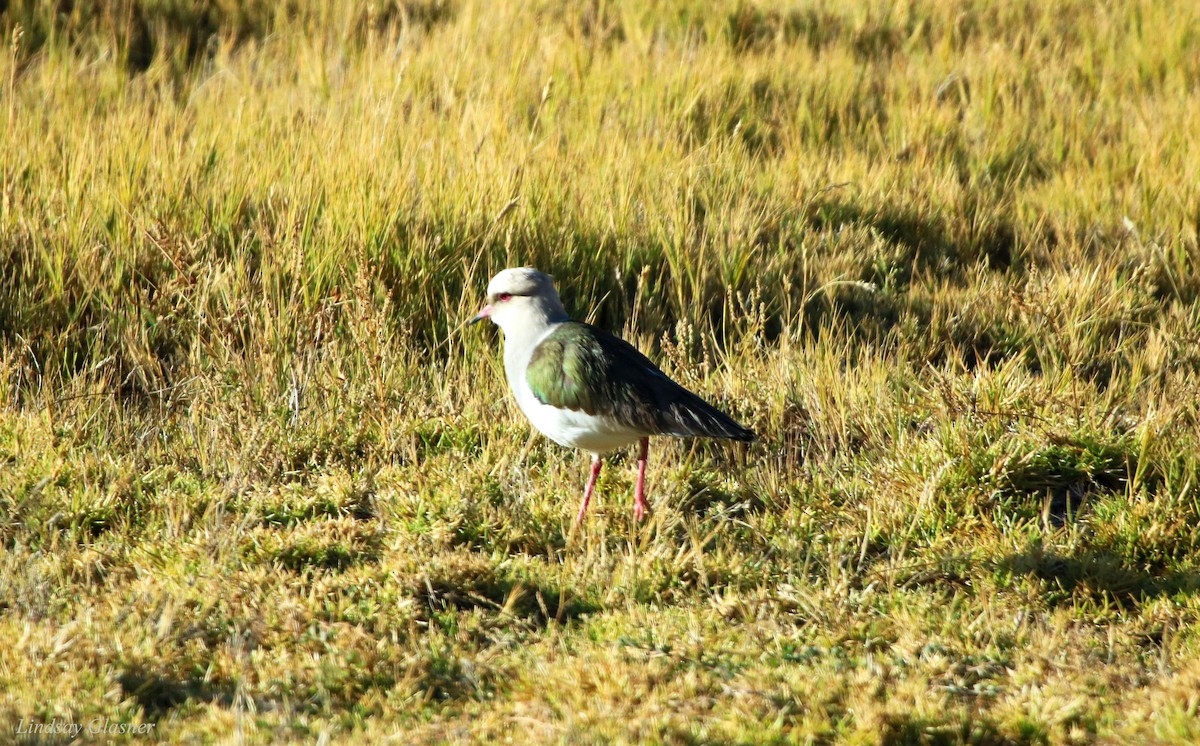 Andean Lapwing - ML67283631