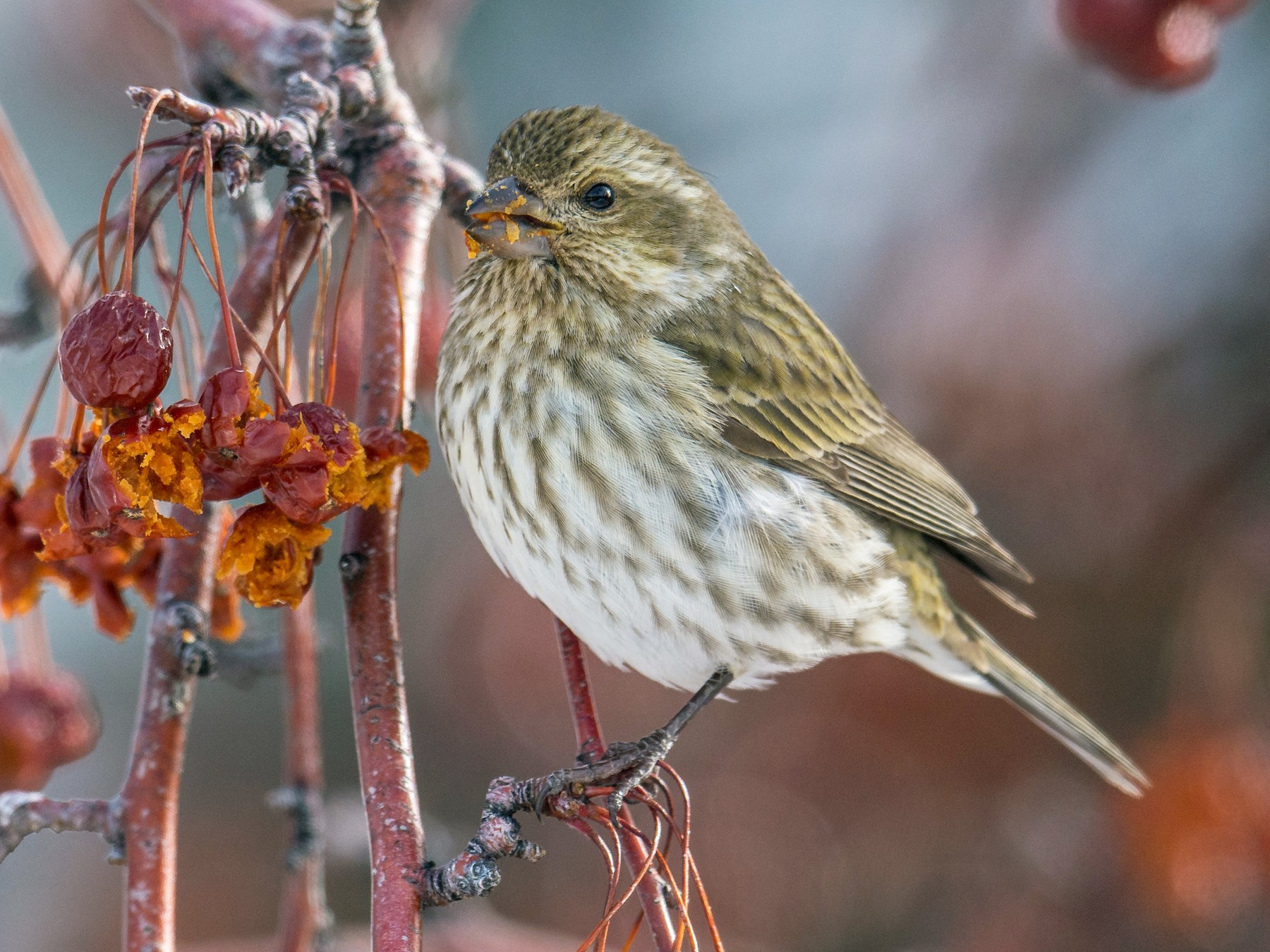 Purple Finch - Jeff Bleam