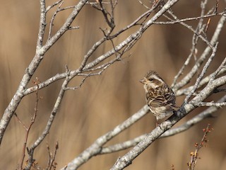 Purple Finch - eBird