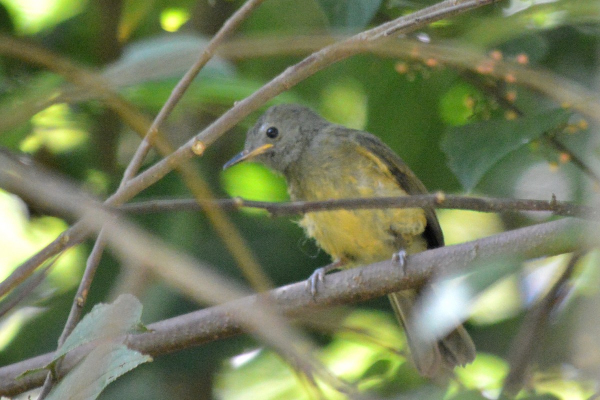 Ochre-bellied Flycatcher - Carlos Mancera (Tuxtla Birding Club)