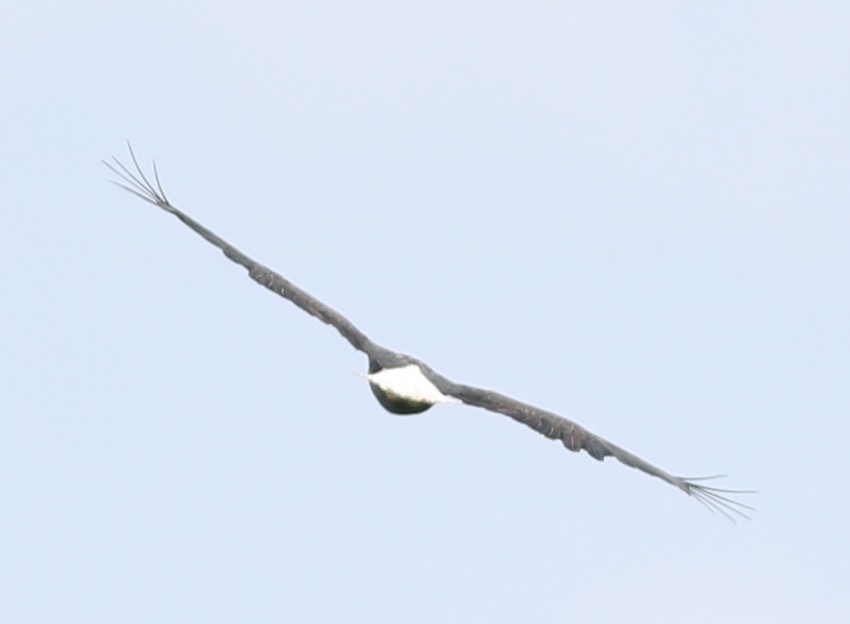 Белоголовый орлан - ML67285061