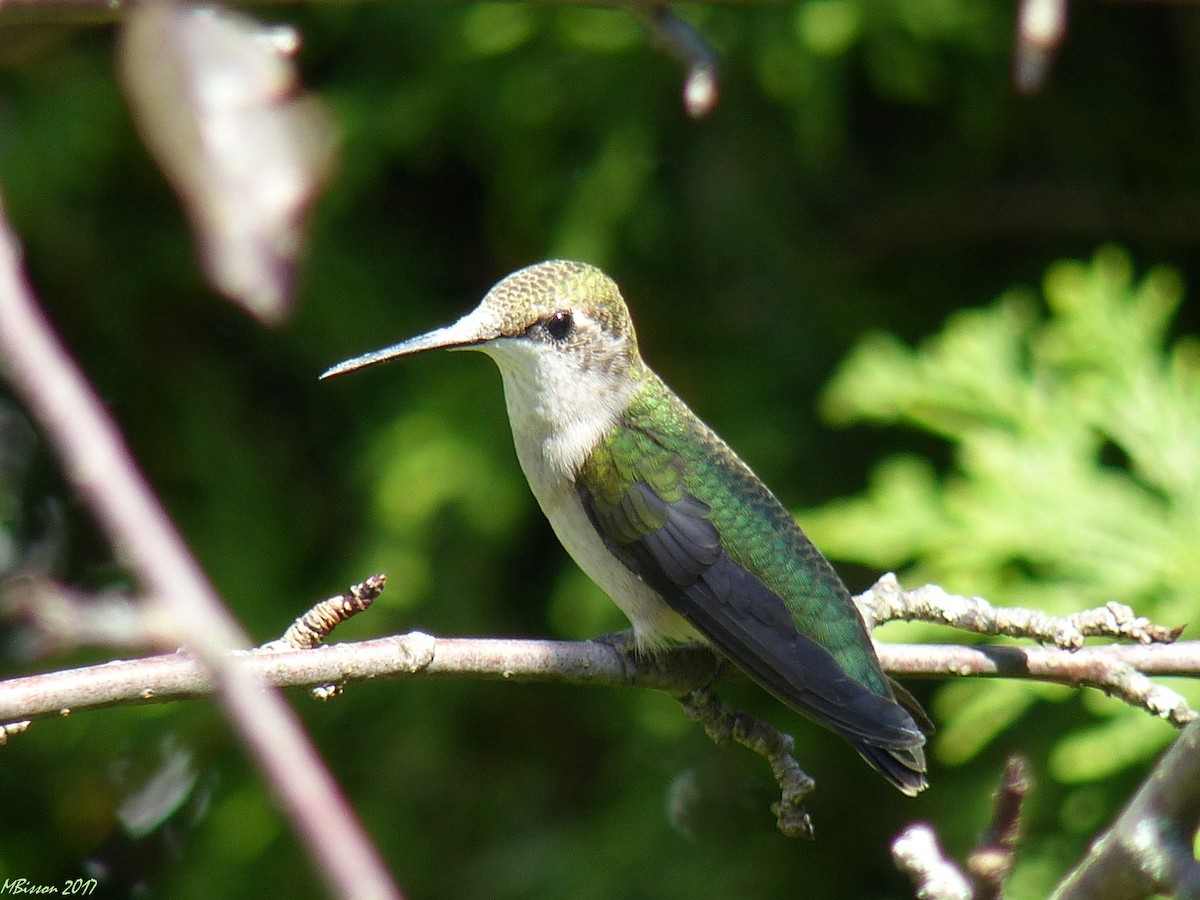 Ruby-throated Hummingbird - Micheline Bisson