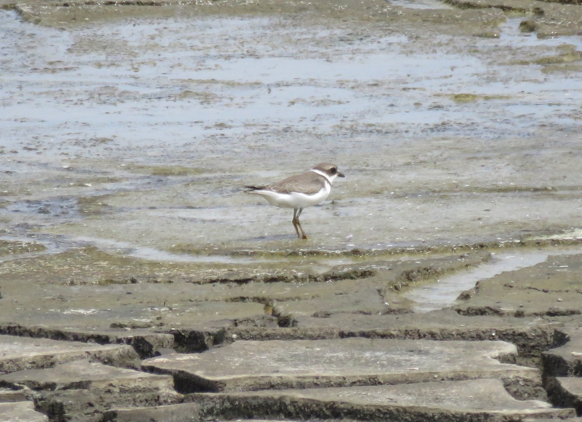 Semipalmated Plover - ML67290681