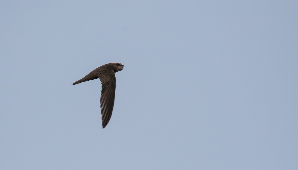 Pallid Swift - Rui Pereira | Portugal Birding