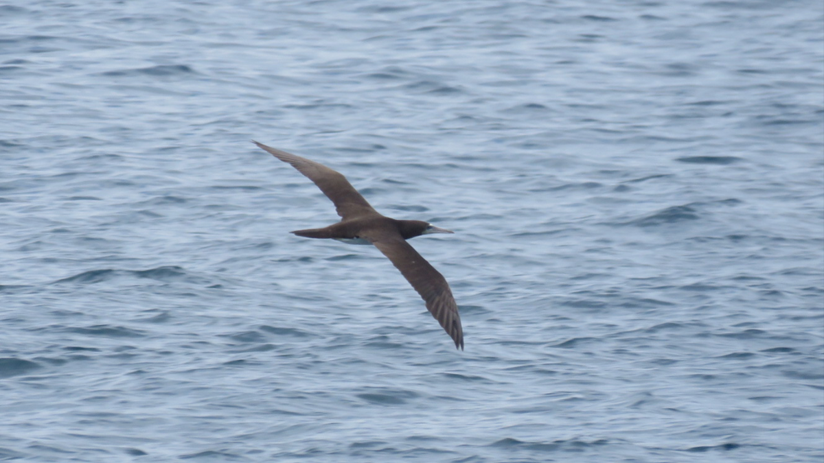 Brown Booby - ML67292221