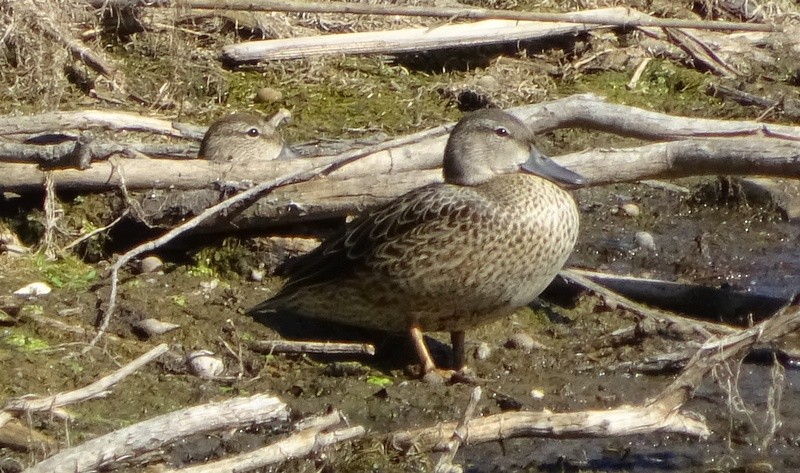 Blue-winged Teal - ML67293061