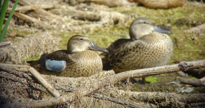 Blue-winged Teal - ML67293081