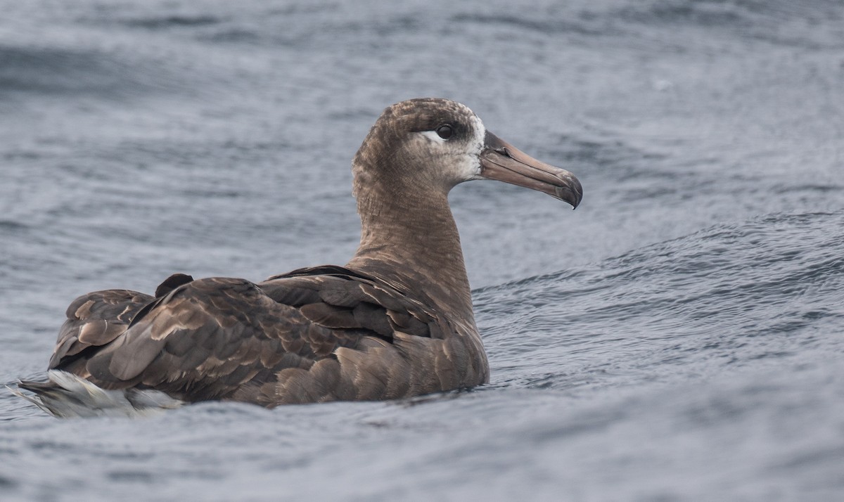 Black-footed Albatross - Blake Matheson