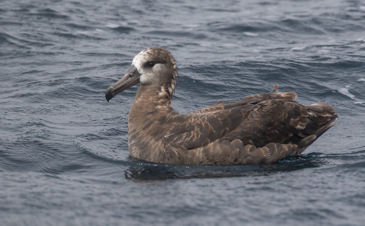 albatros černonohý - ML67294041