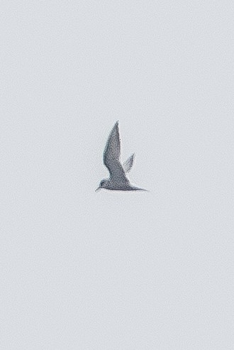 Arctic Tern - Blake Matheson