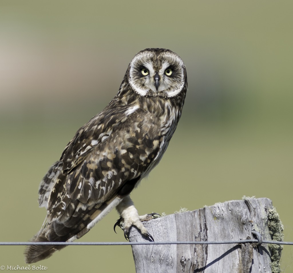 Short-eared Owl - Michael Bolte