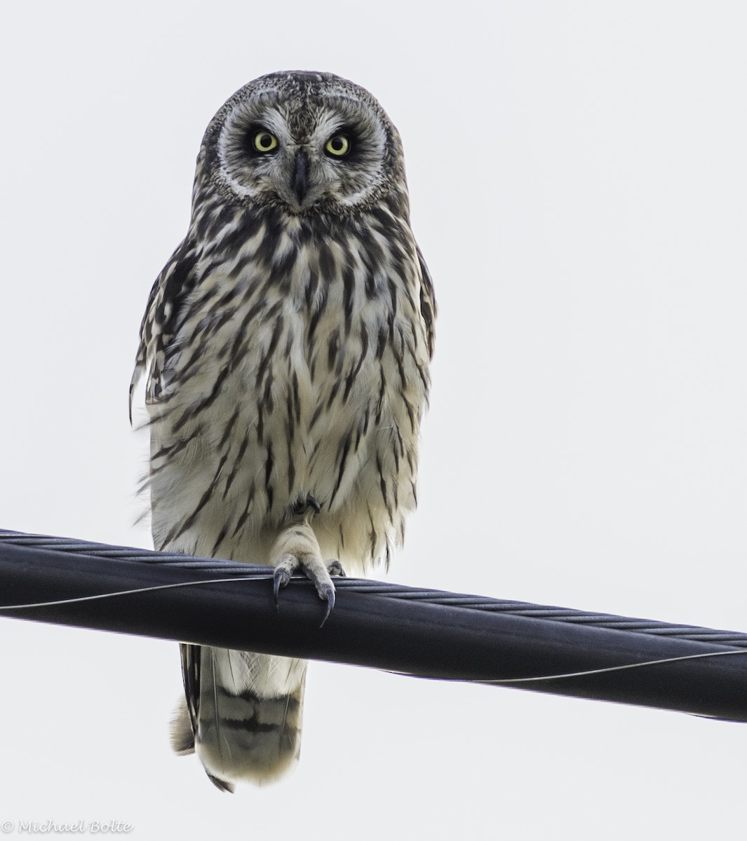 Short-eared Owl - Michael Bolte