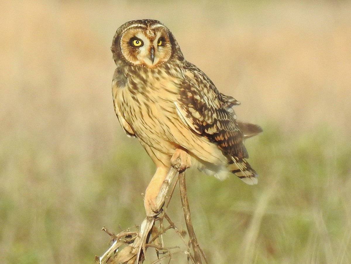 Short-eared Owl - ML67295021