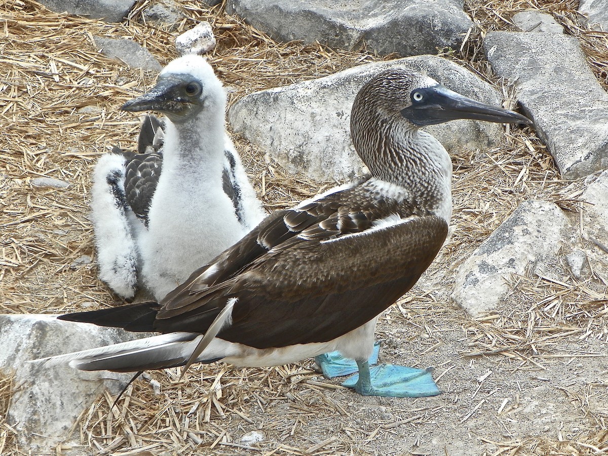 Blue-footed Booby - ML67295081