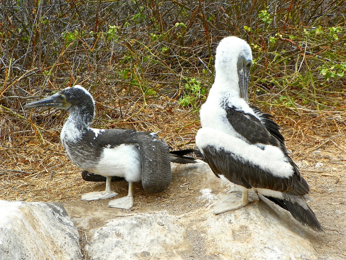 Blue-footed Booby - ML67295411