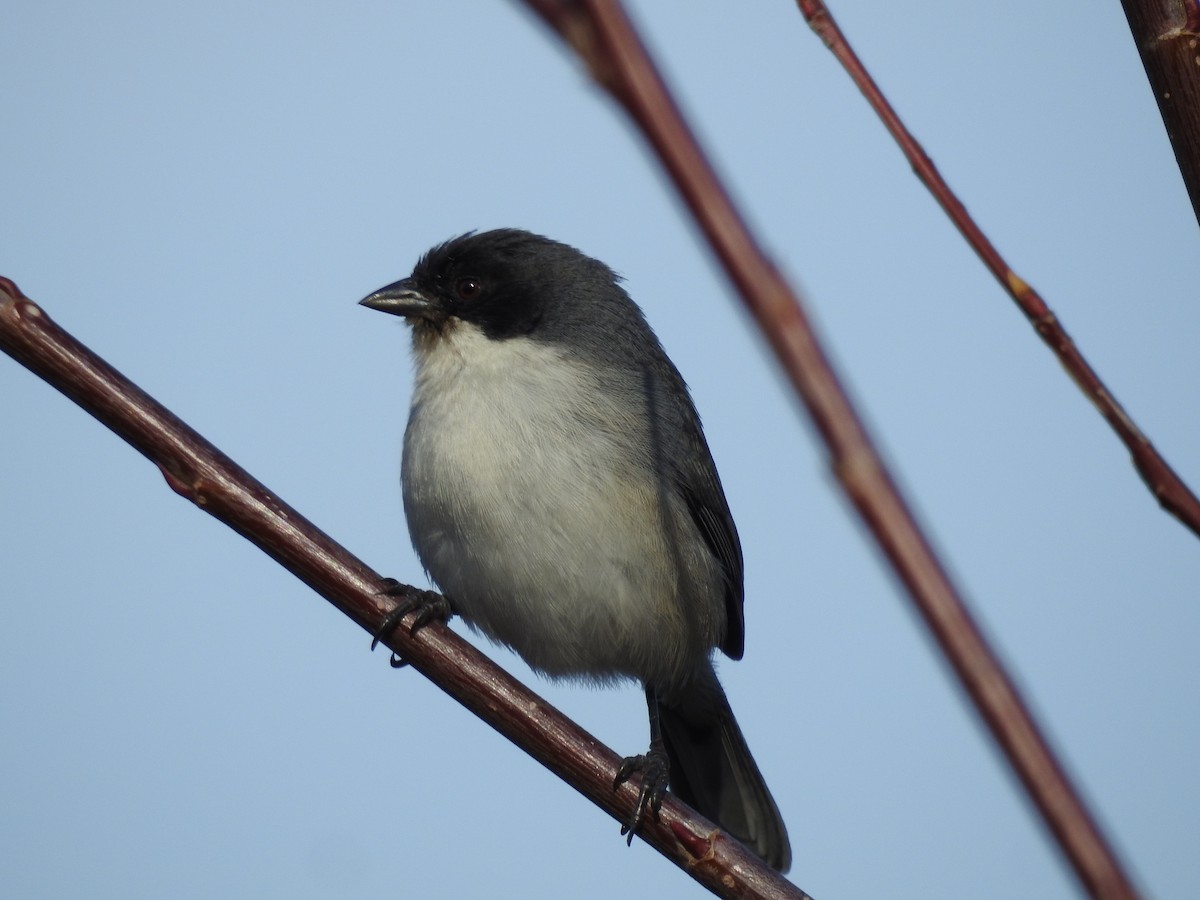 Black-capped Warbling Finch - ML67296391