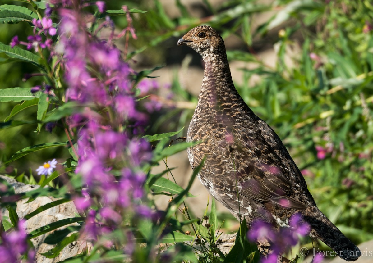 Sooty Grouse - Forest Botial-Jarvis