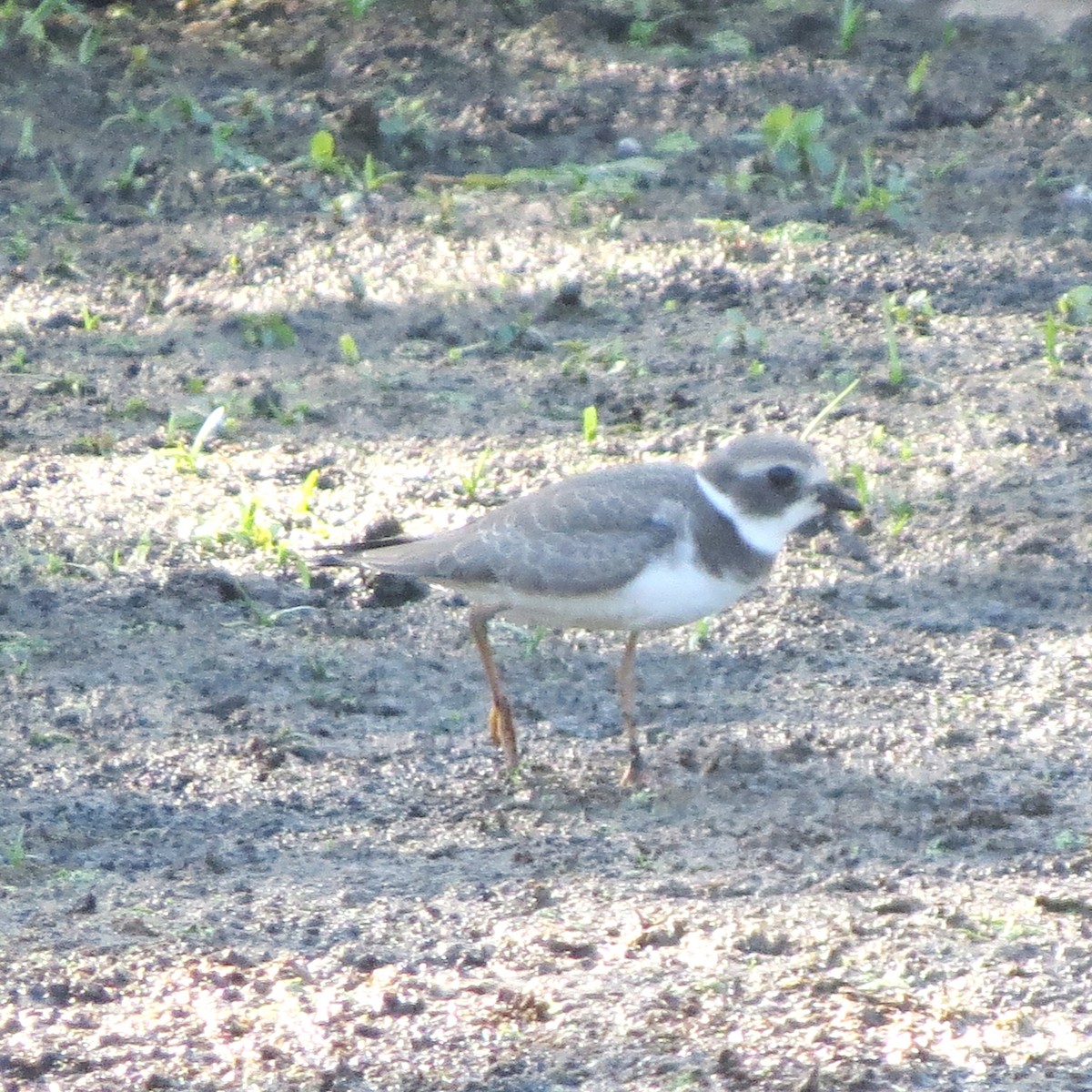 Semipalmated Plover - Jerry Smith