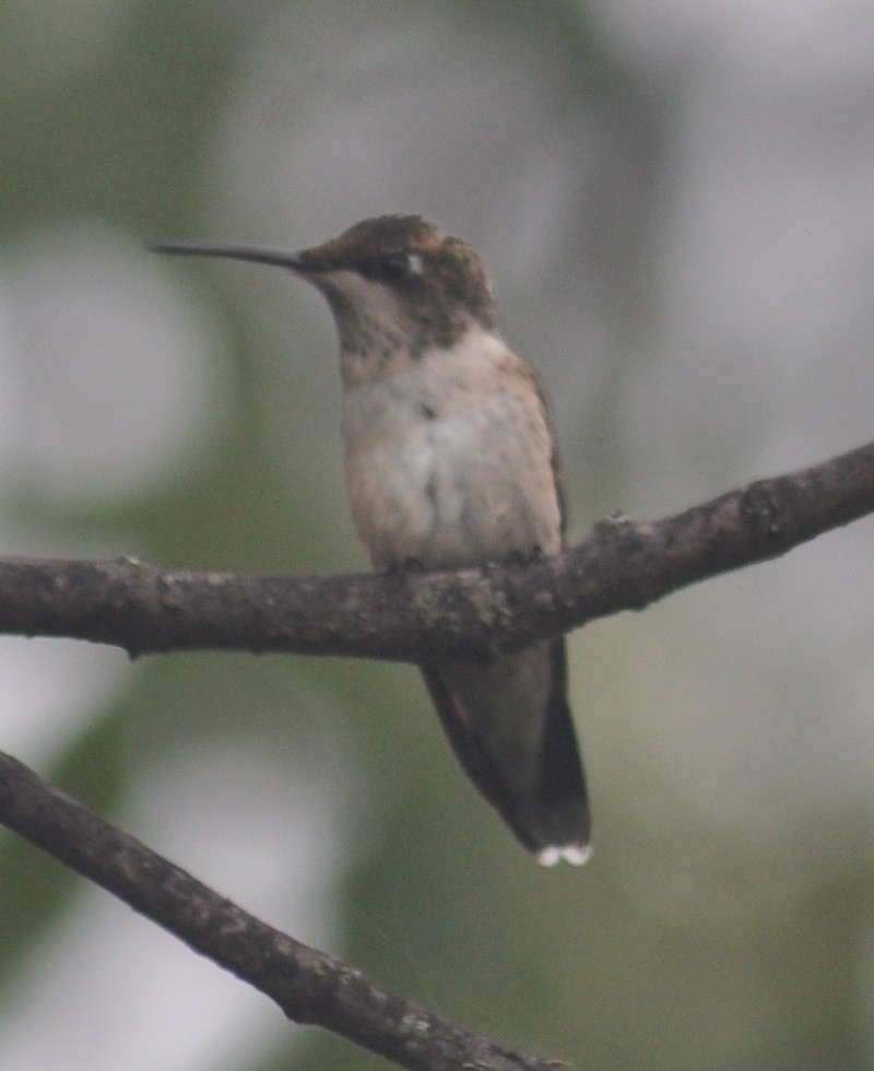 Ruby-throated Hummingbird - ML67297711
