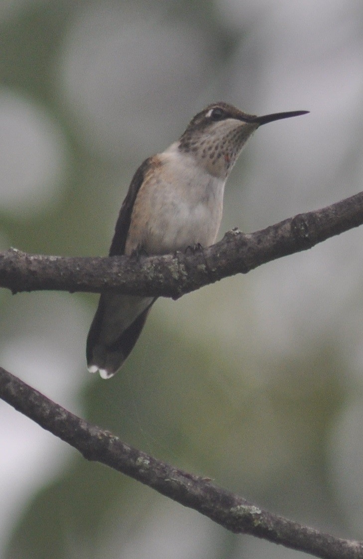 Ruby-throated Hummingbird - M.K. McManus-Muldrow