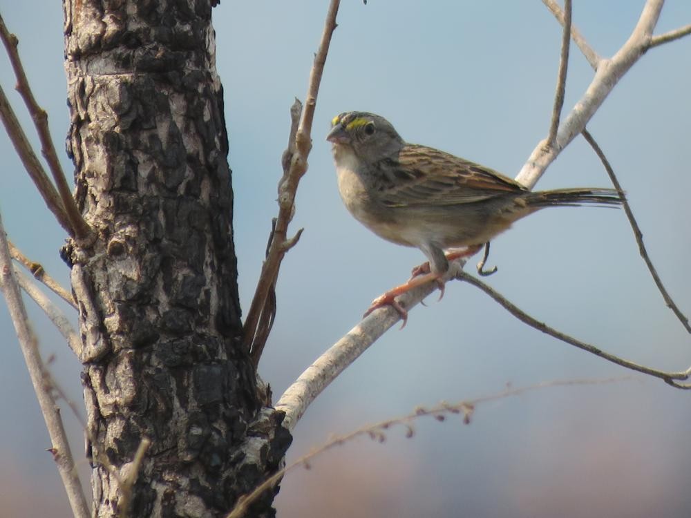Grassland Sparrow - ML67299241