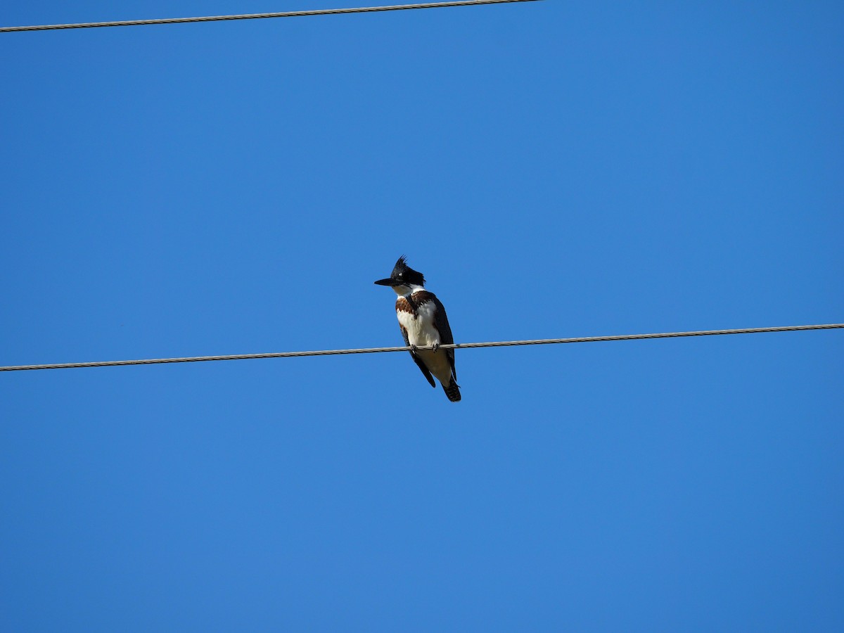Belted Kingfisher - Lonnie Somer