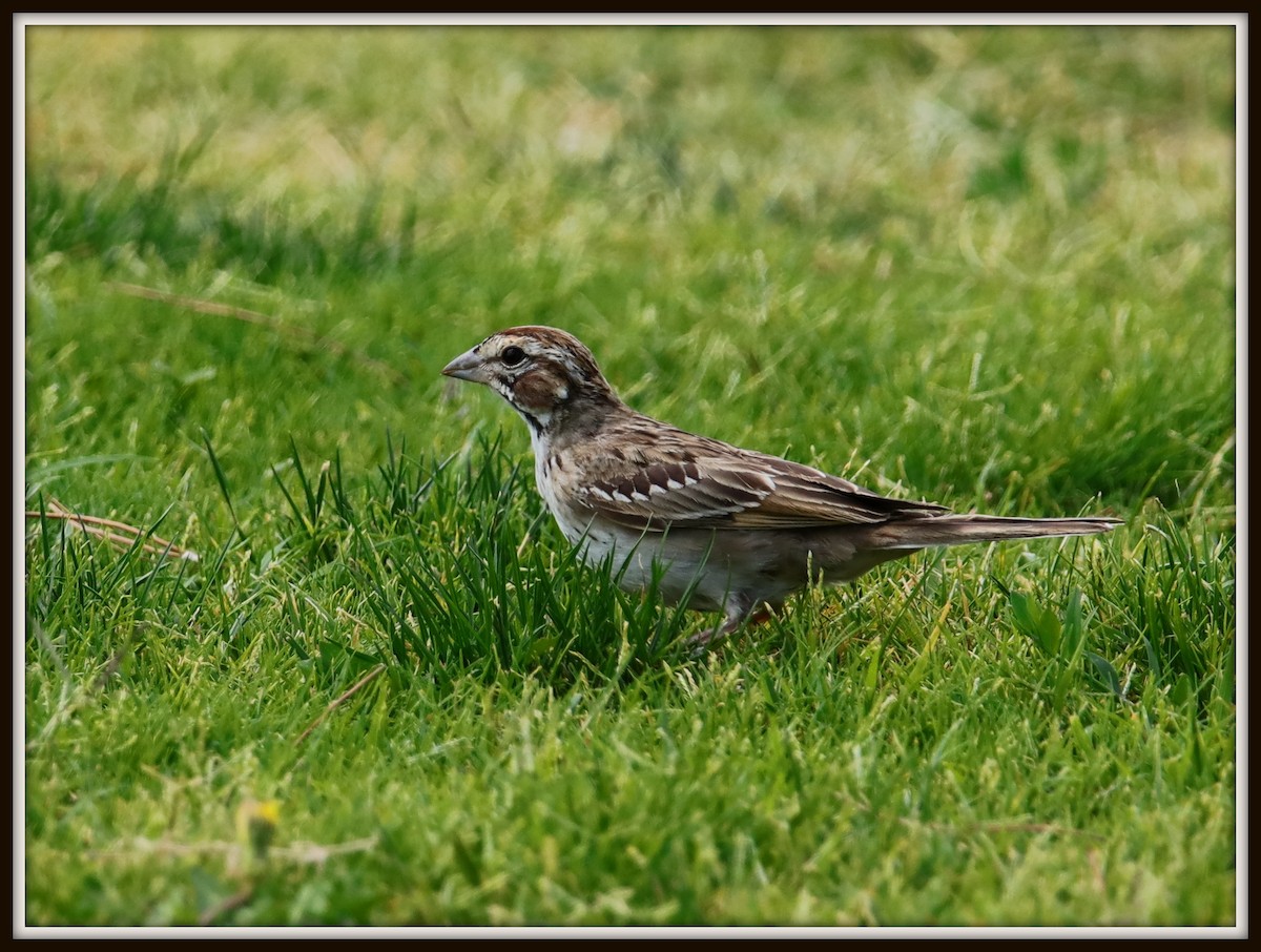 Lark Sparrow - Albert Linkowski