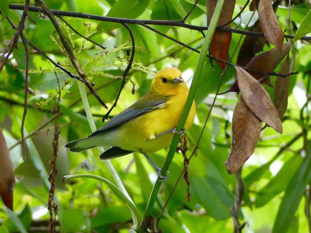 Prothonotary Warbler - Cindy Olson