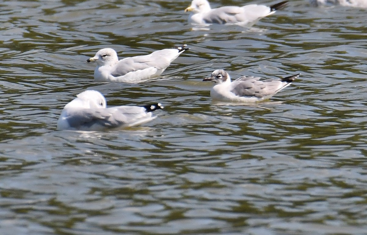 Franklin's Gull - André Lanouette