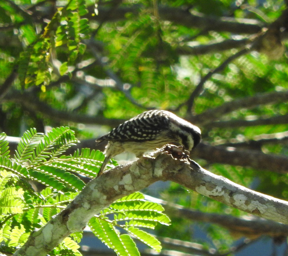 Sunda Pygmy Woodpecker - Sandy Gayasih
