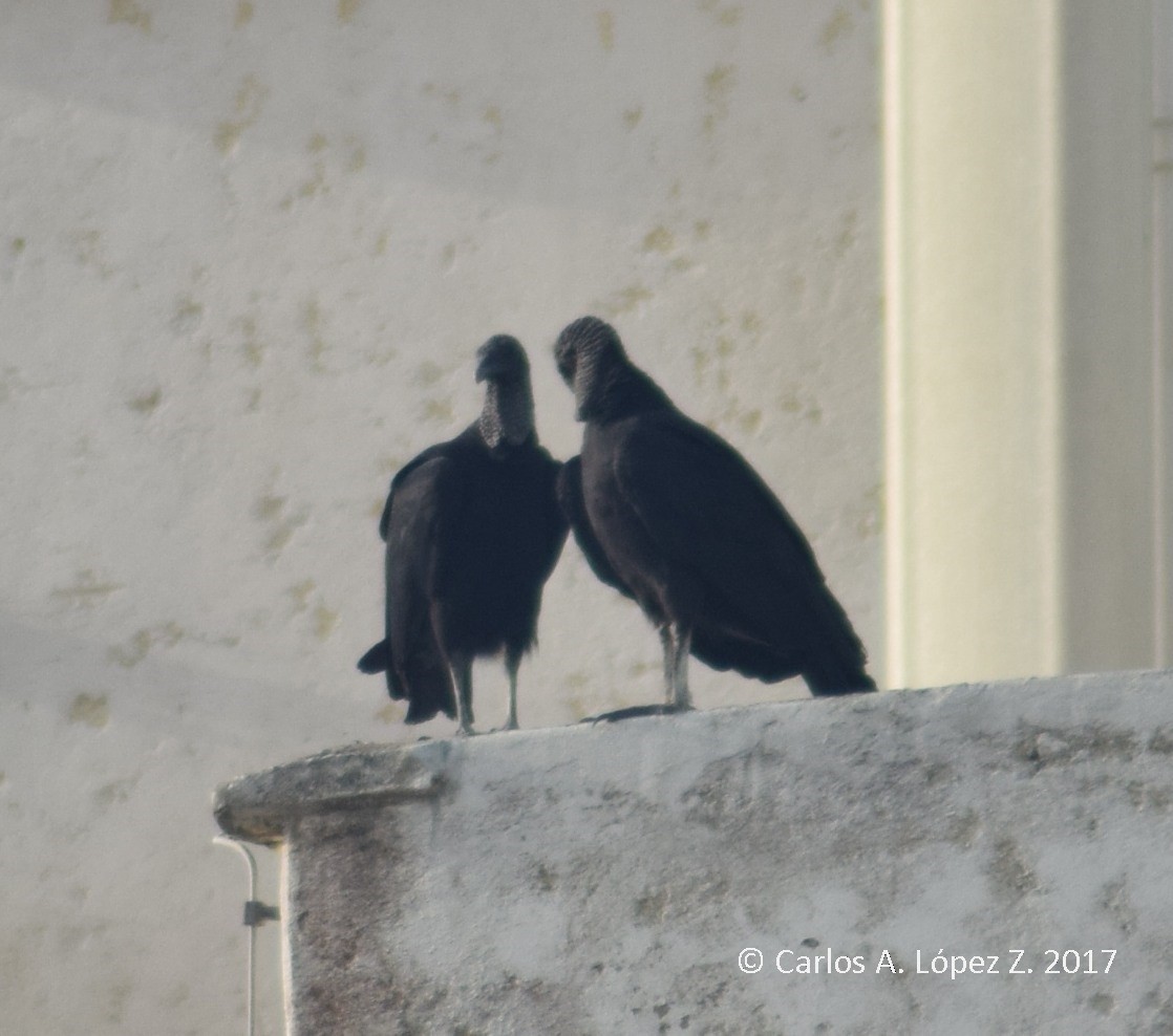 Black Vulture - CARLOS ARIEL LOPEZ ZULETA