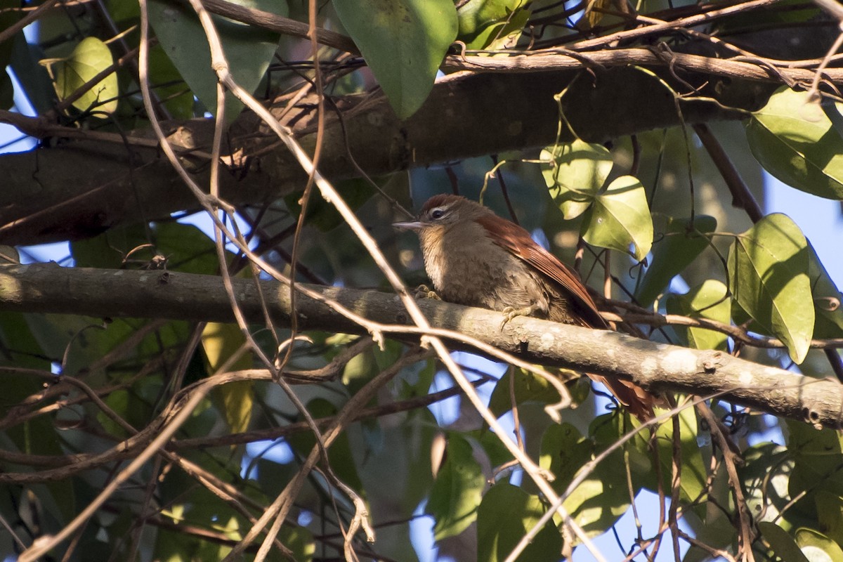 Rusty-backed Spinetail - ML67314251