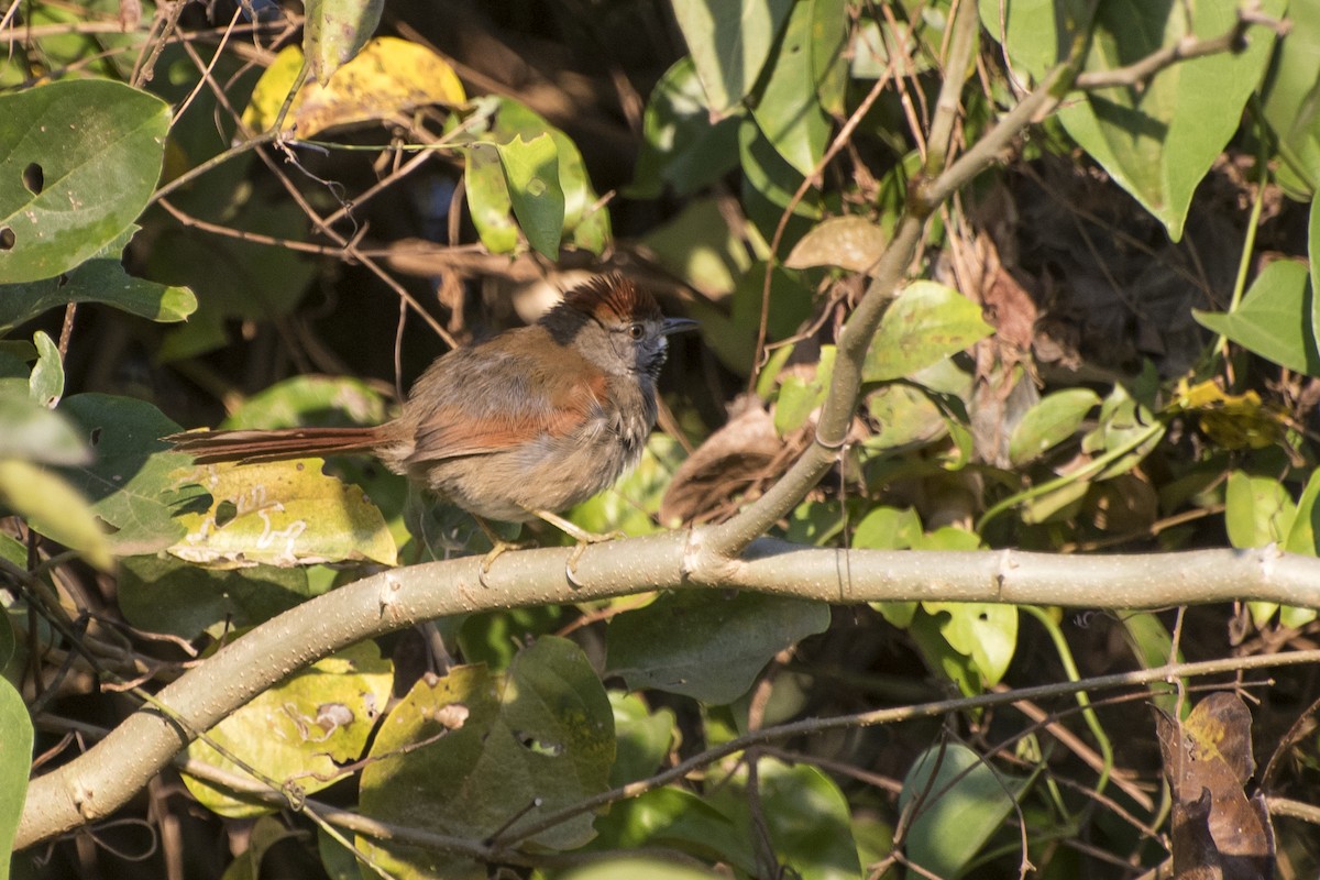 Sooty-fronted Spinetail - ML67314301