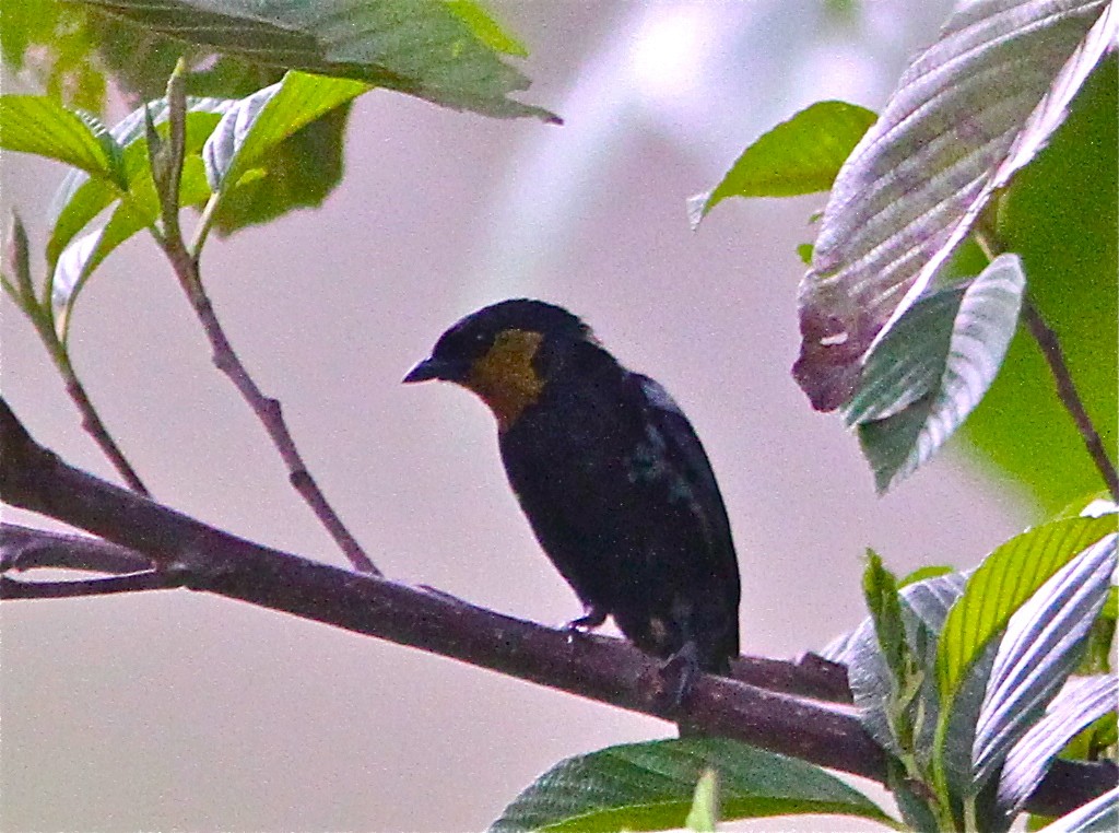 Silvery Tanager - Don Roberson
