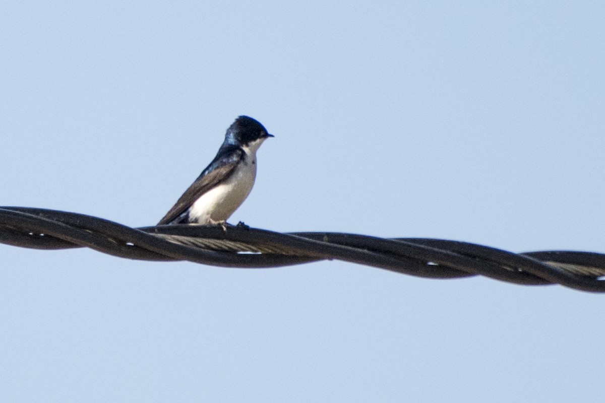 Blue-and-white Swallow - ML67314991