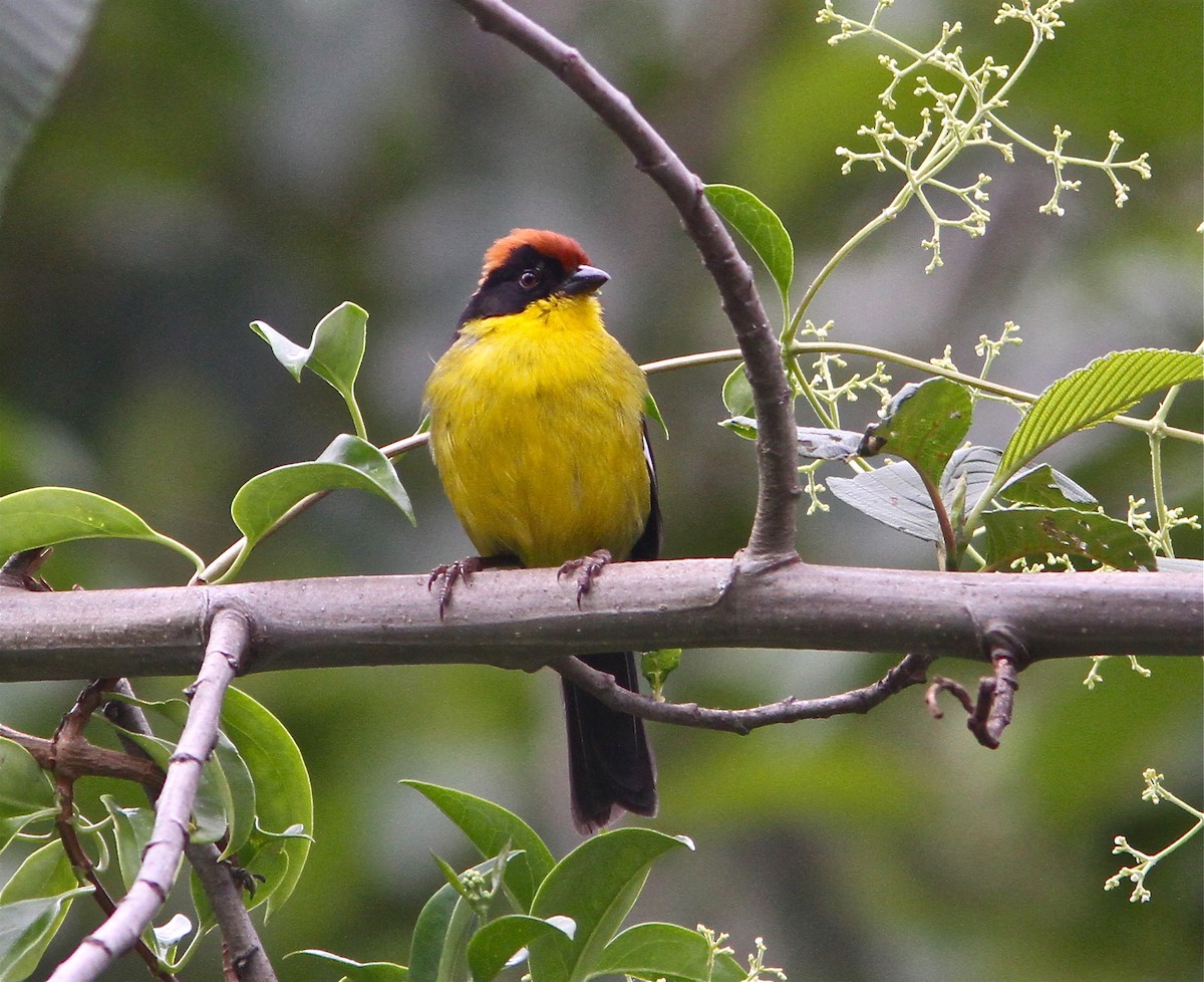Yellow-breasted Brushfinch - Don Roberson