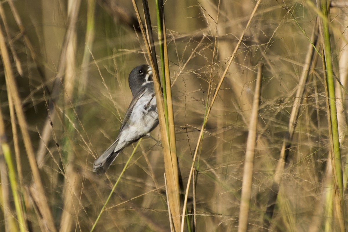 Double-collared Seedeater - ML67316071