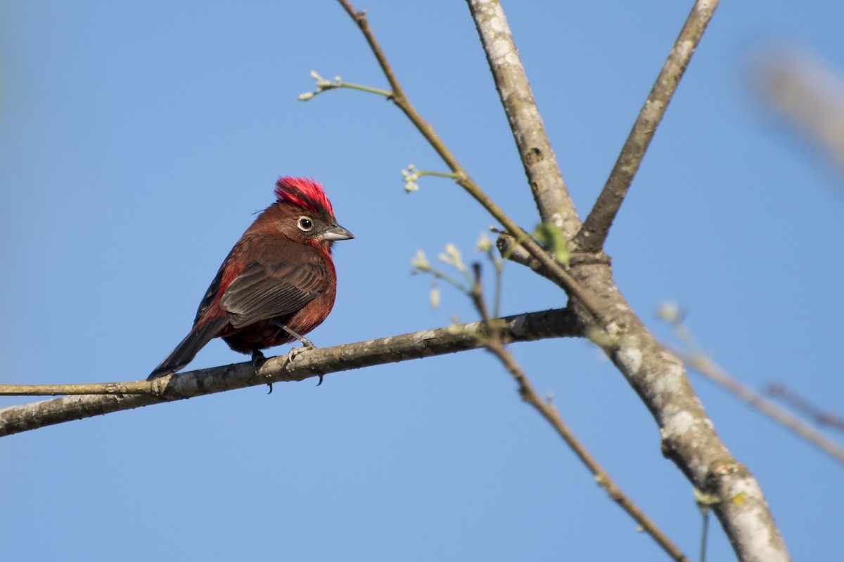 Red-crested Finch - ML67316131