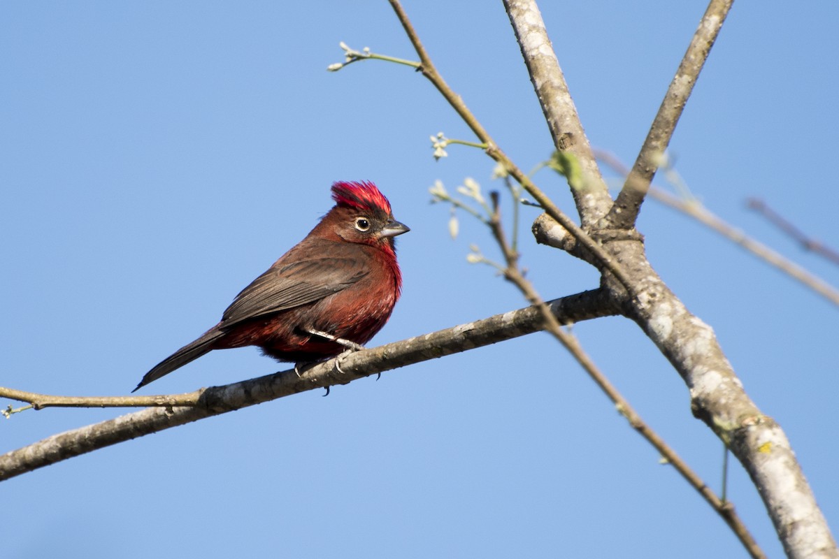 Red-crested Finch - ML67316141
