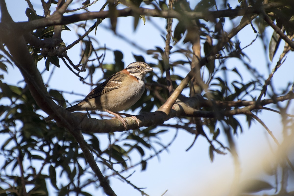 Rufous-collared Sparrow - ML67316241
