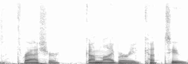 Krummschnabel-Spottdrossel [palmeri-Gruppe] - ML67318